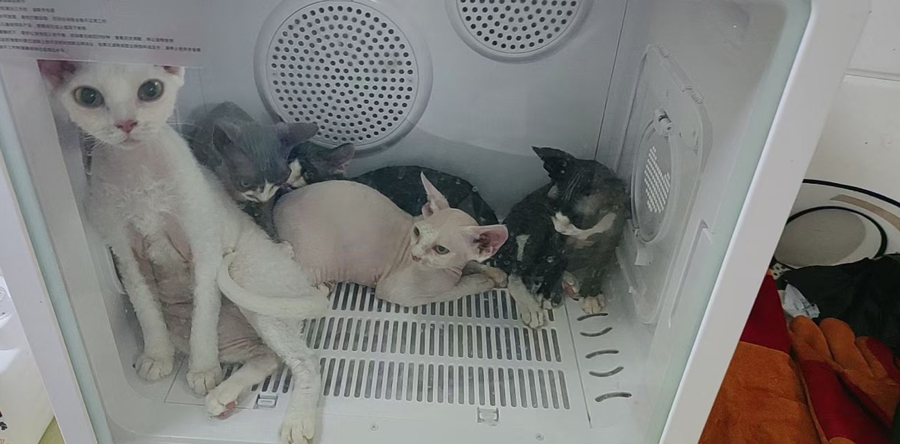 德文猫全家出售